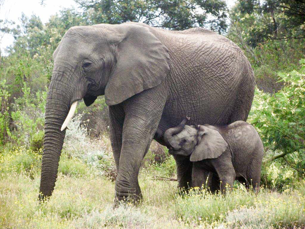 Gondwana-elephants