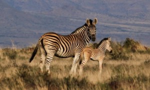 Cape Mountain Zebra SAT