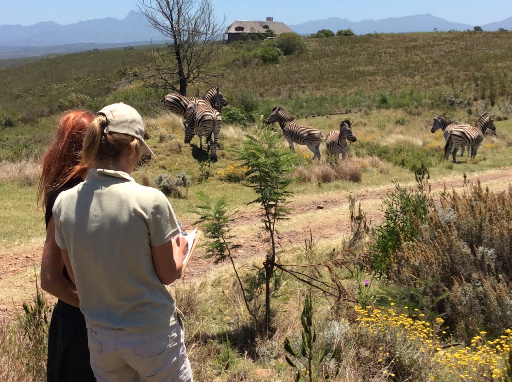 Elela Africa Nashorn Beobachtung