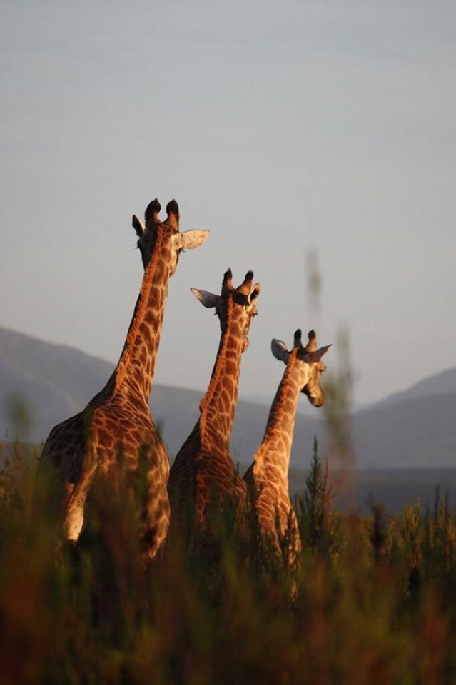 Elela Africa Giraffen Zuwachs3