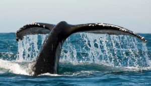 Bryde's whale fin Cape Point