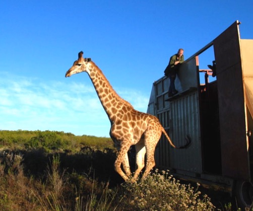 Elela Africa Giraffen release