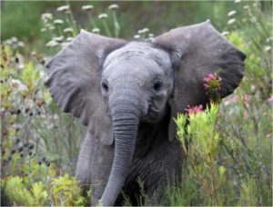 little-elephant