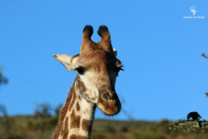 giraffe-at-gondwana-game-reserve