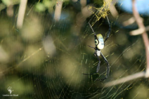 orb-spider-gondwana-game-reserve