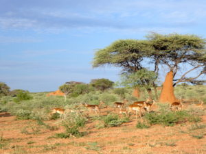 africat-landschaft