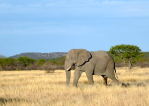 etosha-elefanten-bulle