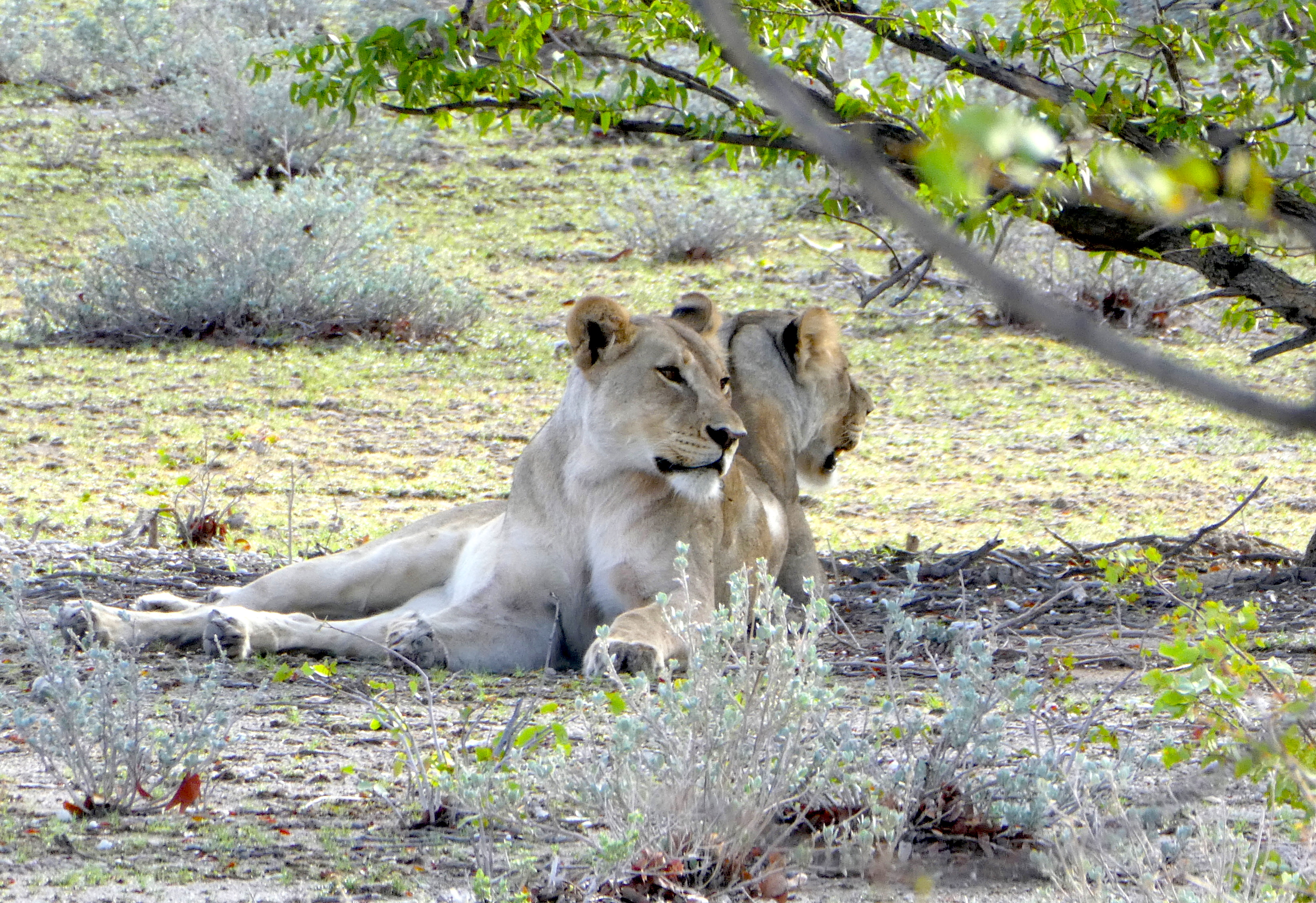 Etosha Lion Copy - Elela Africa Travel