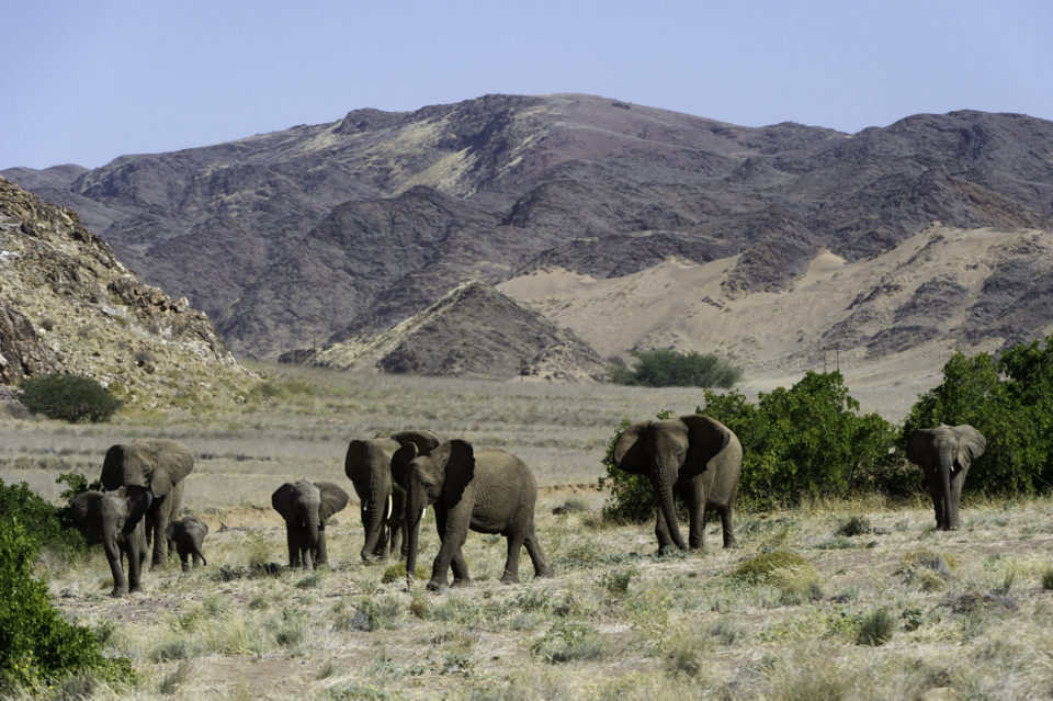 Dieses Bild hat ein leeres Alt-Attribut. Der Dateiname ist Wüstenelefanten-Elela-Africa-960x639.jpg