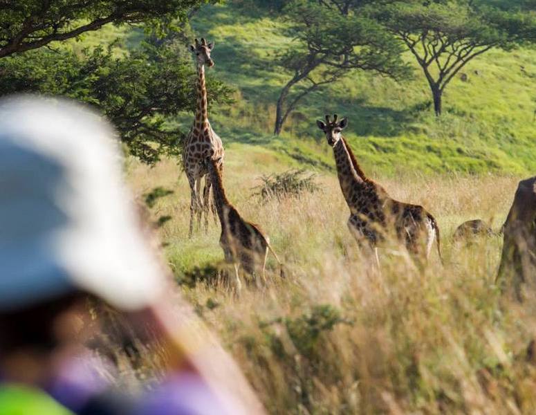 Dieses Bild hat ein leeres Alt-Attribut. Der Dateiname ist walking-with-giraffes-elela-africa-copy.jpg