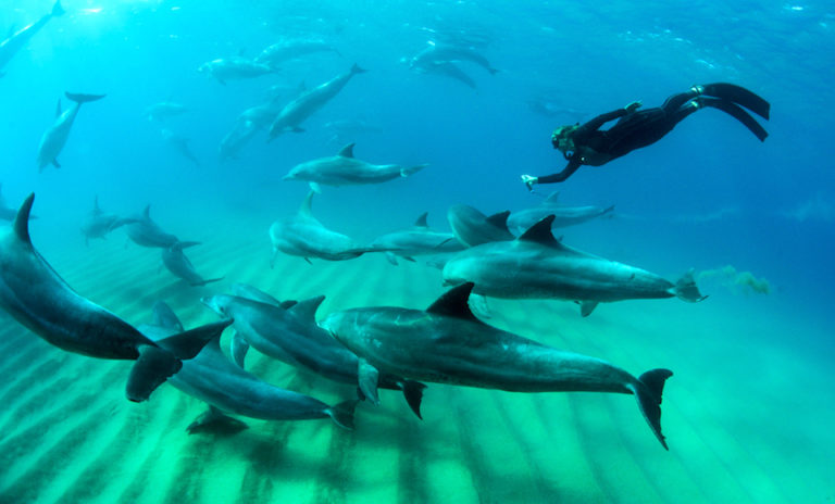Schwimmen Mit Delfinen In Freier Wildbahn Faszinierend Und Respektvoll schwimmen-mit-delfinen-in-freier-wildbahn-faszinierend-und-respektvoll