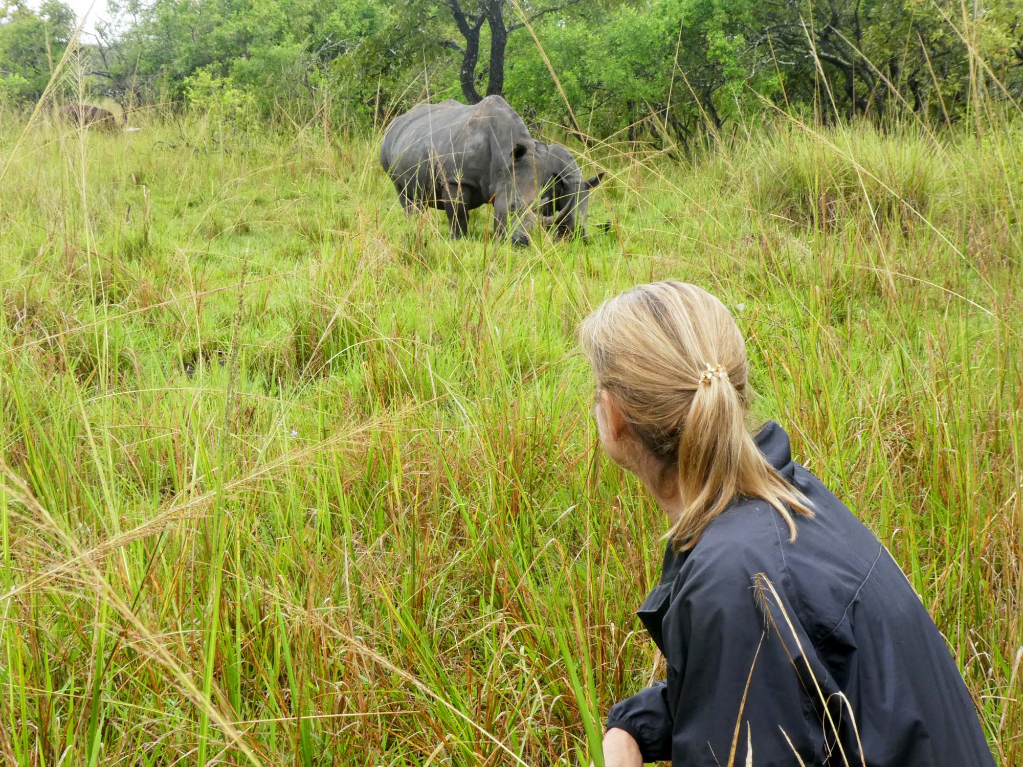Nashorn Tracking in Uganda