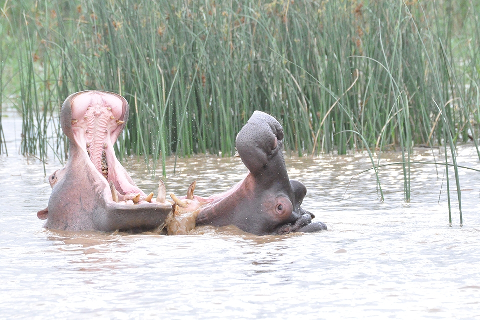 04 Hippos Elela Africa