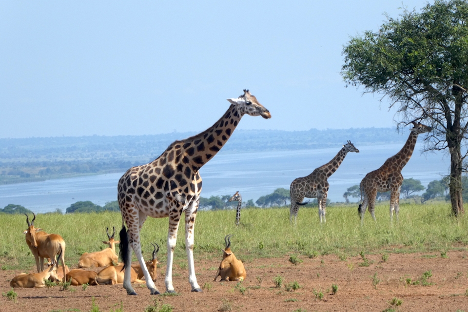 06 Giraffen Uganda Elela Africa