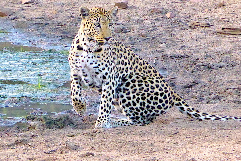 07 Leopard AfriCat Elela Africa