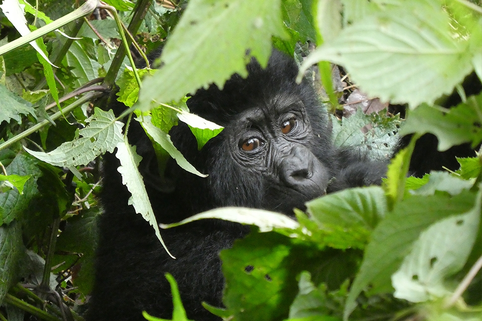 08 Gorilla Tracking Elela Africa Baby