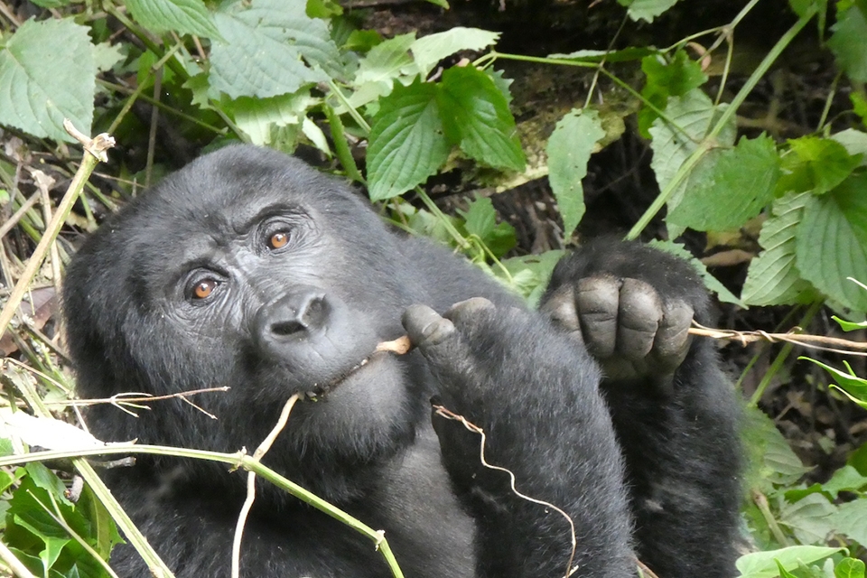 09 Gorilla Tracking Elela Africa banner