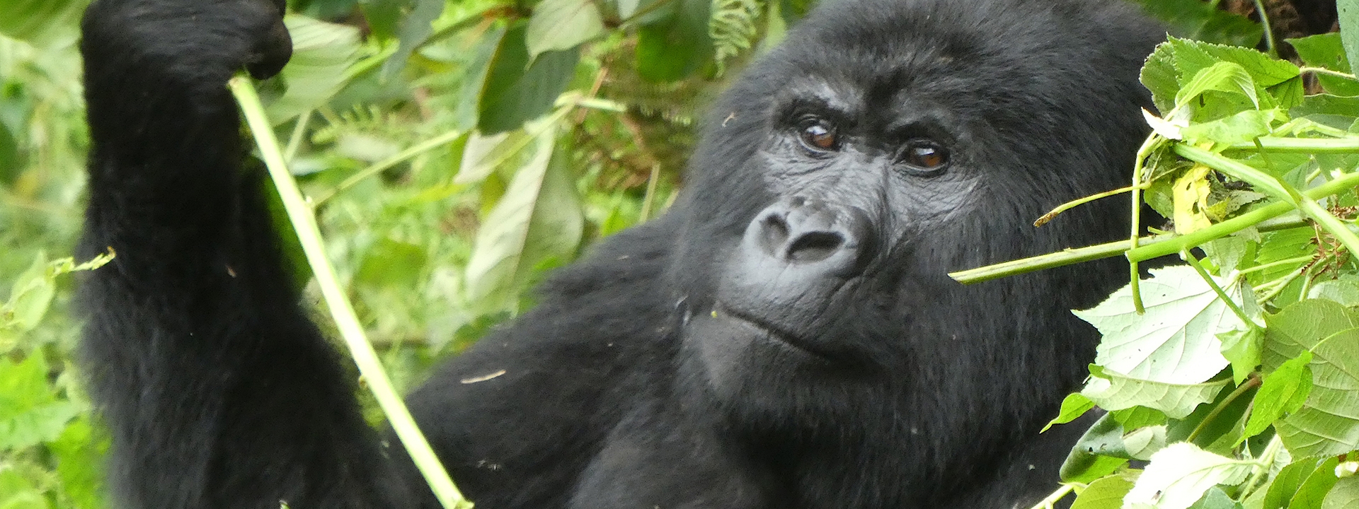 Gorilla Tracking Elela Africa Banner