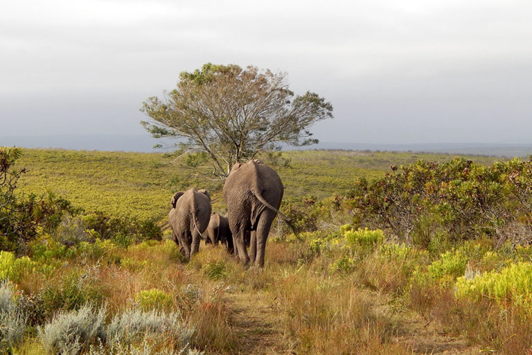 WALKING-SAFARI AN DER GARDEN ROUTE - Elela Africa Travel