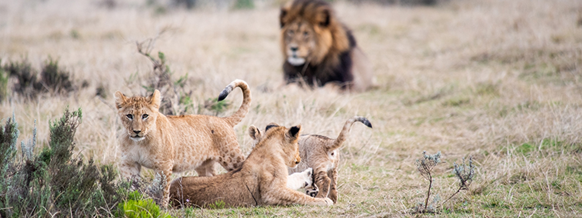 Urlaubs-Ranger Safari Garden Route Banner Lion