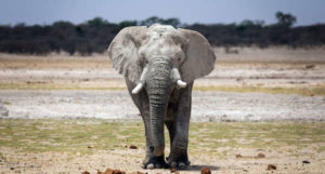 Auch Elefanten dürfen das große Reservat ihr Zuhause nennen.