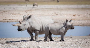 An den typischen Kalahari Salzpfannen treffen viele Pflanzenfresser aufeinander. Auch die seltenen Nashörner kommen hier her.