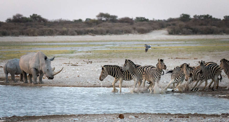 Zebra und Nashörner Treffen sich an der Salzpfanne