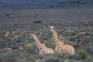 zwei Giraffen in der Karoo