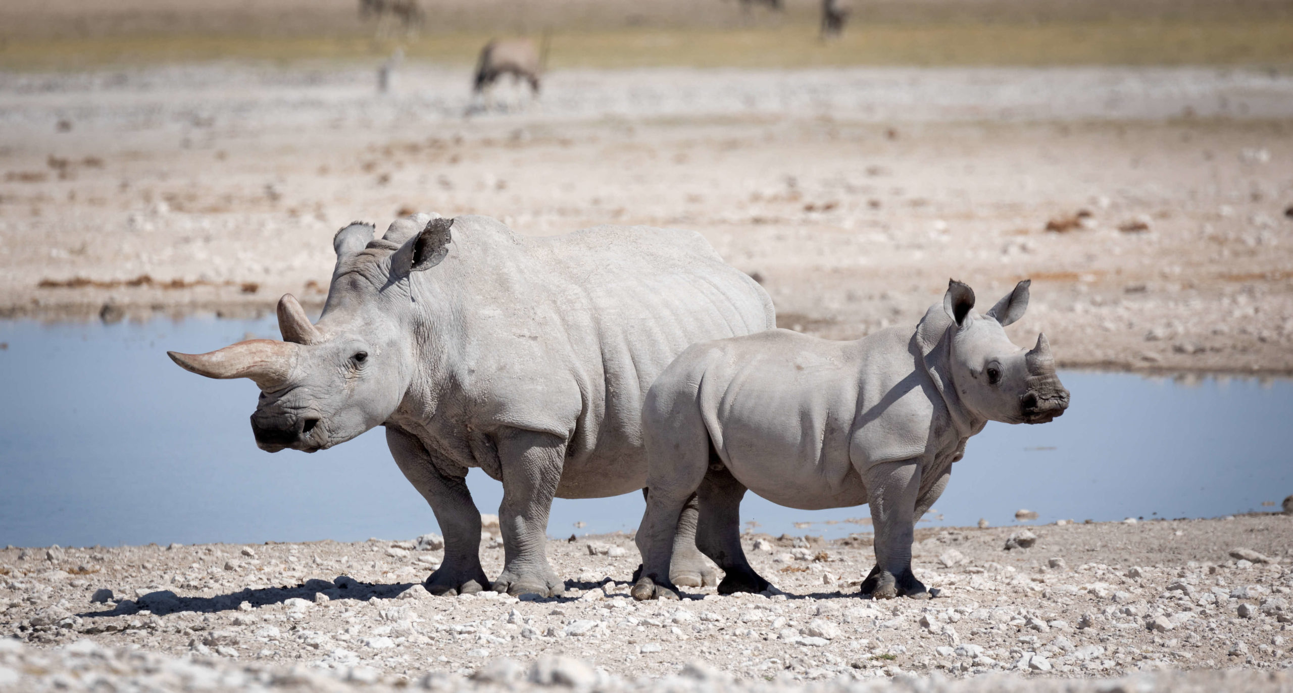 CONSERVATION SAFARI IN THE KALAHARI