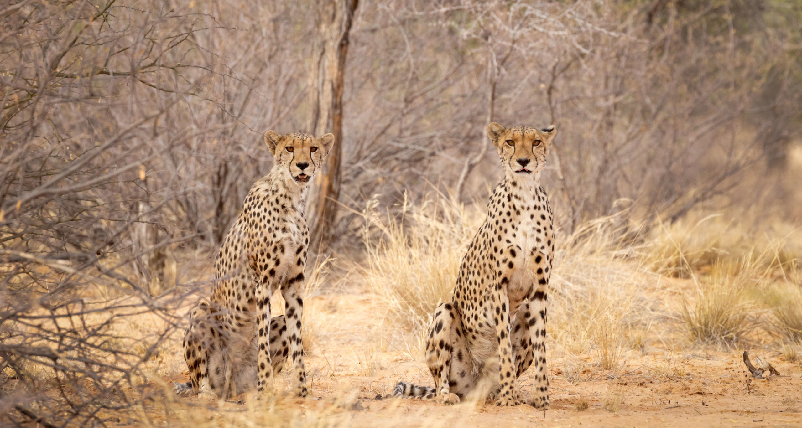 CONSERVATION SAFARI IN THE KALAHARI