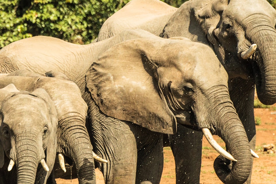 Kachel-Kruger-swasiland-elela-africa-elephants-reiseidee
