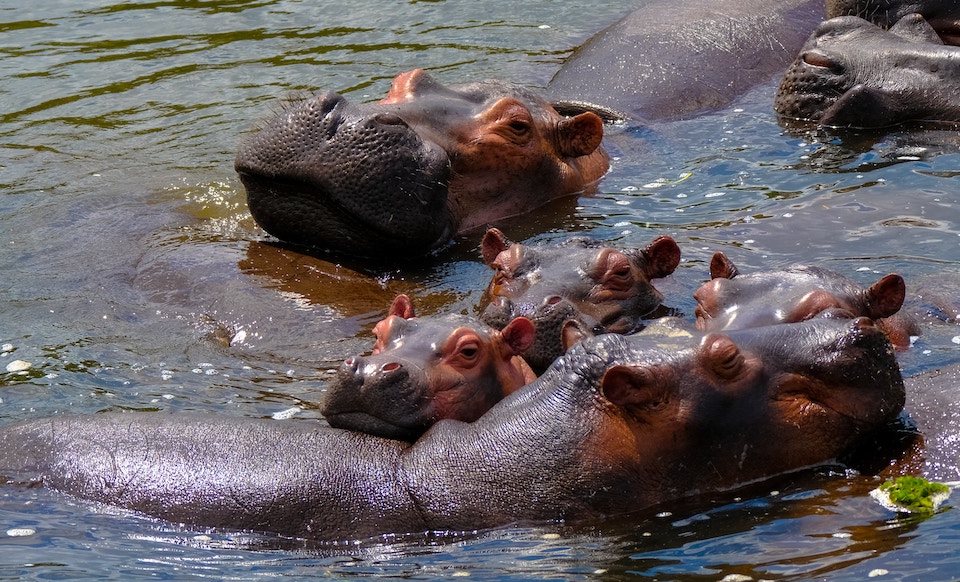 elela-africa-hippo-ocean-safari