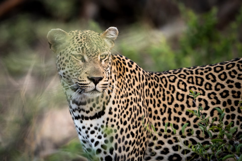 elela-africa-kruger-bis-swasiland-leopard-kachel