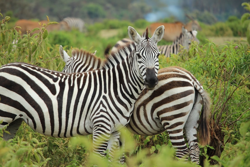 gallerie-Kruger-swasiland-elela-africa-zebras-reiseidee