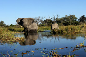 kachel-titel-elela-africa-magisches-okavango-mobile-safari