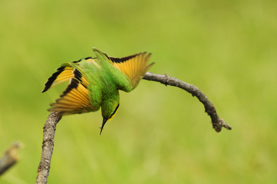 mobile-safari-botswana-BeeeaterLittleMoremi