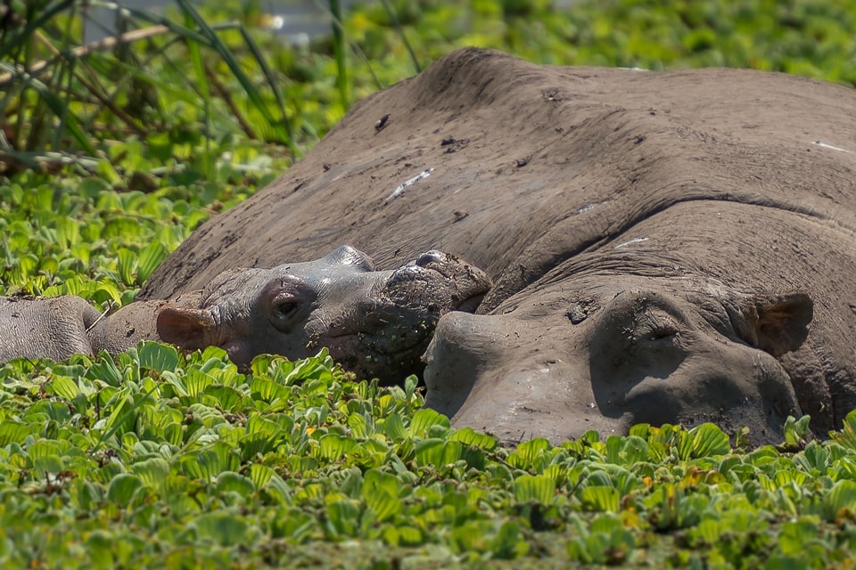 tabelle-Kruger-swasiland-elela-africa-hippos-reiseidee