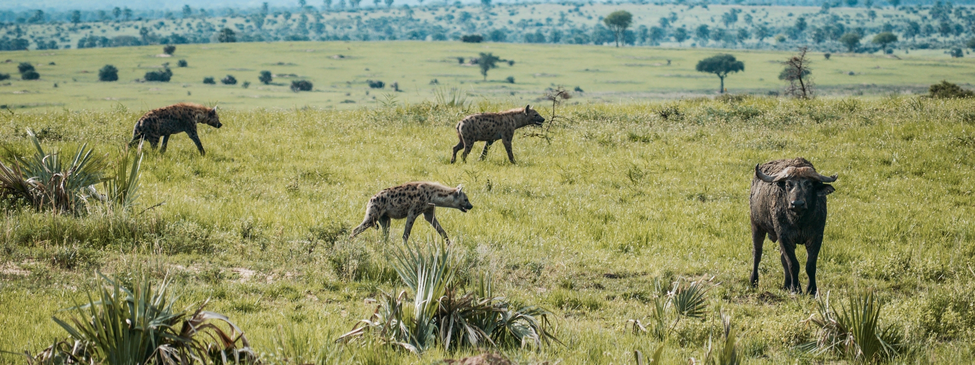 titel-uganda-urprung-neu-elela-africa