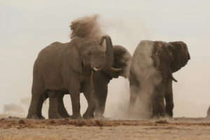 Afrika Safari mit Elela Africa in Botswana