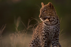 Afrika Safari mit Elela Africa in Botswana