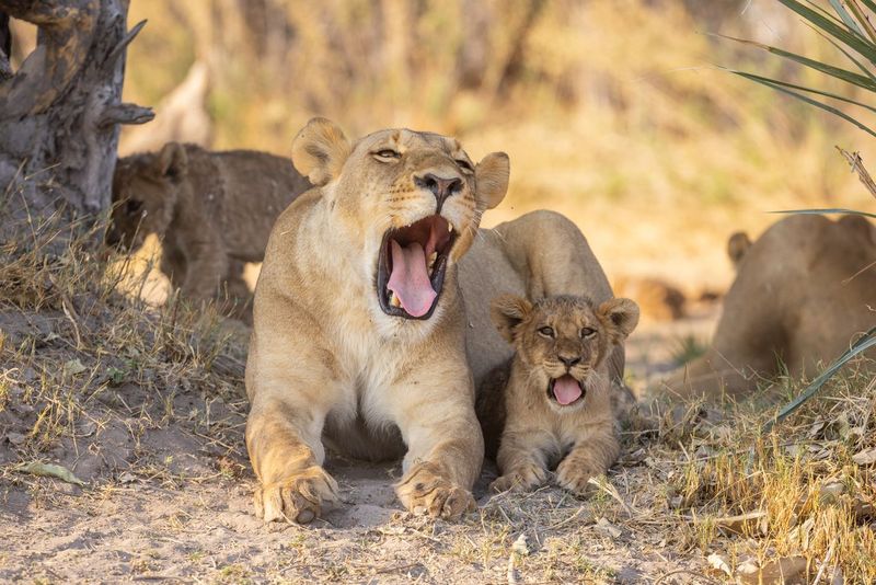 Löwen Botswana Elela Africa