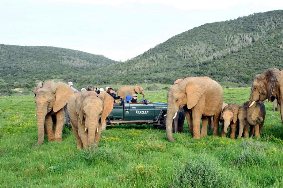 Elefanten Safari Elela Africa