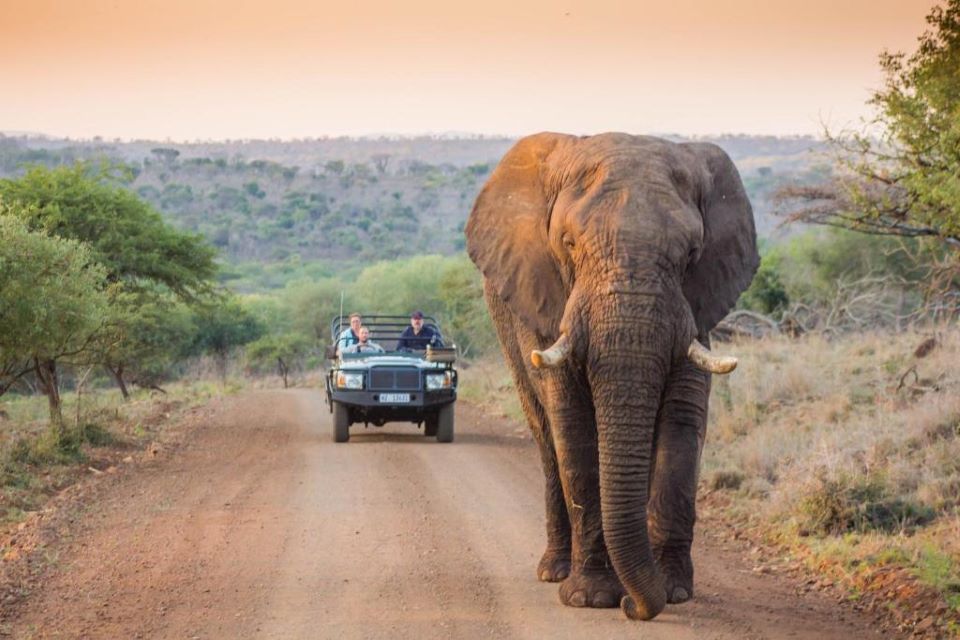 Leopard Mountain Elela Africa